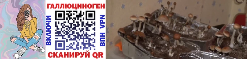 Купить закладки  Курган  Псилоцибиновые грибы мицелий 